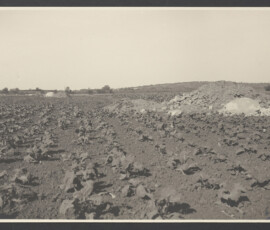 Campo coltivato